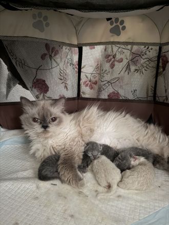 Bkh kitten