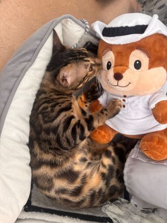 Wunderschöner Bengal-Kater Simba mit Stammbaum sucht sein Für-immer-Zuhause
