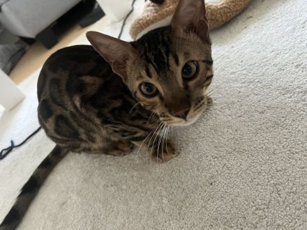 Wunderschöner Bengal-Kater Simba mit Stammbaum sucht sein Für-immer-Zuhause