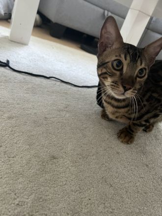 Wunderschöner Bengal-Kater Simba mit Stammbaum sucht sein Für-immer-Zuhause