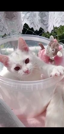 Kätzchen türkisch Angora Mädchen gelb grüne Augen Berlin Hohenschönhausen weiblich Kitten jung Katze