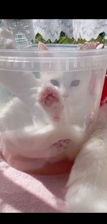 Kätzchen türkisch Angora Mädchen gelb grüne Augen Berlin Hohenschönhausen weiblich Kitten jung Katze