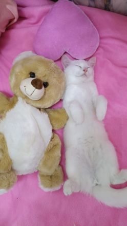 Kätzchen türkisch Angora Mädchen gelb grüne Augen Berlin Hohenschönhausen weiblich Kitten jung Katze