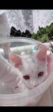 Kätzchen türkisch Angora Mädchen gelb grüne Augen Berlin Hohenschönhausen weiblich Kitten jung Katze