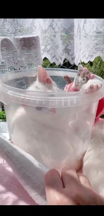 Kätzchen türkisch Angora Mädchen gelb grüne Augen Berlin Hohenschönhausen weiblich Kitten jung Katze