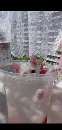 Kätzchen türkisch Angora Mädchen gelb grüne Augen Berlin Hohenschönhausen weiblich Kitten jung Katze