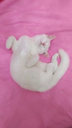 Kätzchen türkisch Angora Mädchen gelb grüne Augen Berlin Hohenschönhausen weiblich Kitten jung Katze