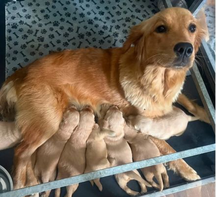Golden-Retriever-Welpen
