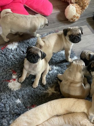 Bezaubernde Mops Rüden