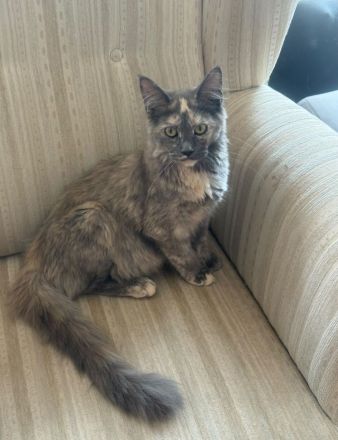 Maine coon