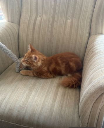 Maine coon