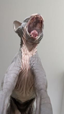 Sphynx Katze zu verkaufen