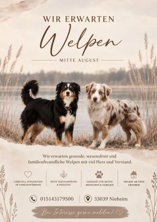 Mini Australian Shepherd Welpen Mitte August erwartet