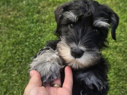 Zwergschnauzer Welpen Schwarz & Silber