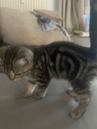 Katze