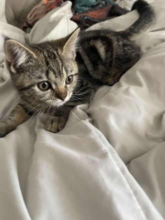Katze