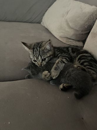 Katze