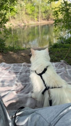Junge Perser-Ragdoll-Mix Katze 14 Monate sucht liebevolles Zuhause