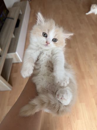 Perser Kitten abzugeben