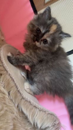 Wunderschöne PerserKitten