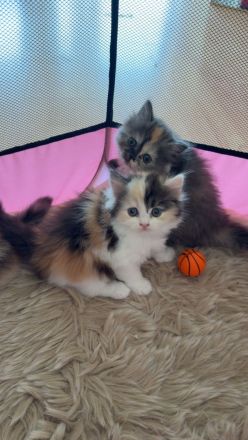Wunderschöne PerserKitten