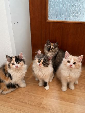 Wunderschöne PerserKitten
