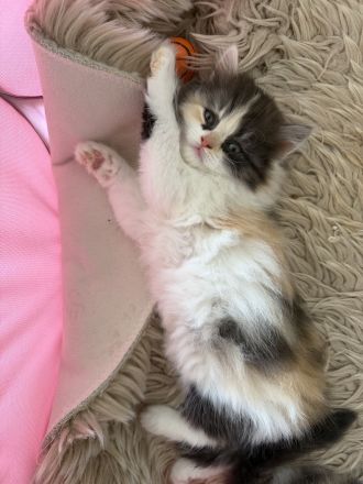 Wunderschöne PerserKitten