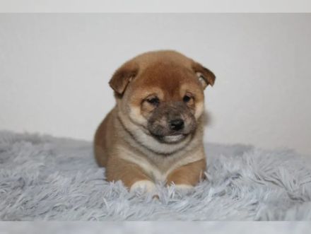 Shiba-Inu-Welpen