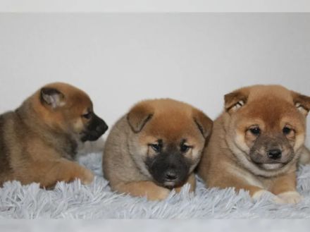 Shiba-Inu-Welpen