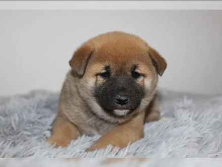 Shiba-Inu-Welpen