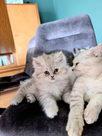 Liebevolle BKH-/BLH-Kitten suchen ein neues Zuhause