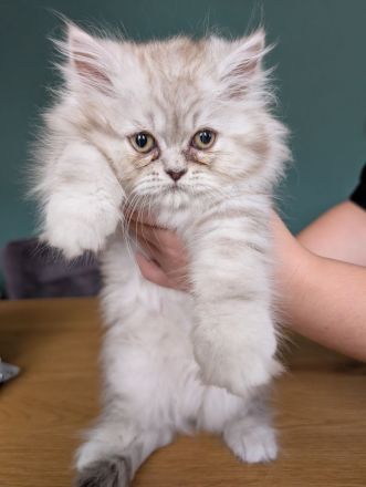 Liebevolle BKH-/BLH-Kitten suchen ein neues Zuhause