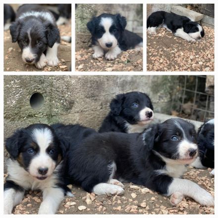 Border Collie Welpen