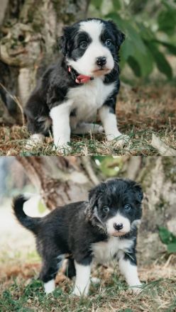 Border Collie Welpen