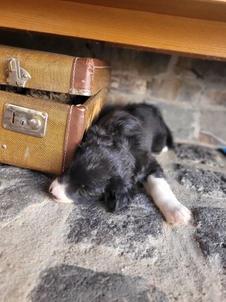 Border Collie Welpen
