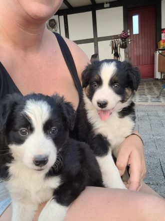 Border Collie Welpen