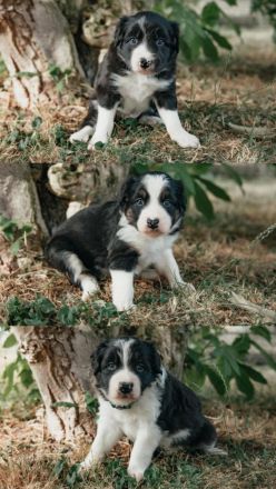 Border Collie Welpen