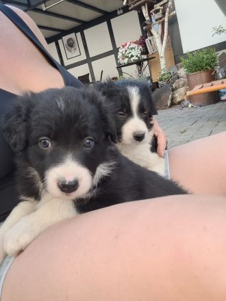Border Collie Welpen
