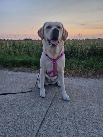 Wurfplanung 2026 - Labrador Welpen