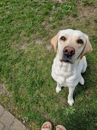 Wurfplanung 2026 - Labrador Welpen