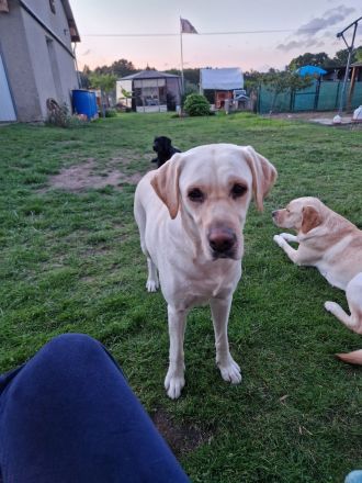 Wurfplanung 2026 - Labrador Welpen
