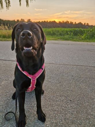 Wurfplanung 2026 - Labrador Welpen