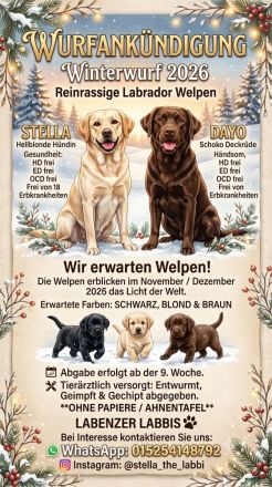 Wurfplanung 2026 - Labrador Welpen