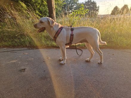 Wurfplanung 2026 - Labrador Welpen