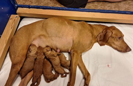 Eine Hündin ist noch zu vergeben - Unsere reinrassigen Magyar Vizsla Welpen sind geboren