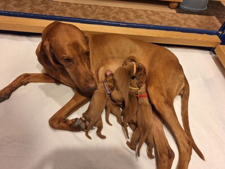 Eine Hündin ist noch zu vergeben - Unsere reinrassigen Magyar Vizsla Welpen sind geboren