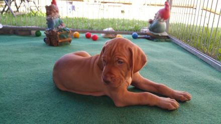 Eine Hündin ist noch zu vergeben - Unsere reinrassigen Magyar Vizsla Welpen sind geboren