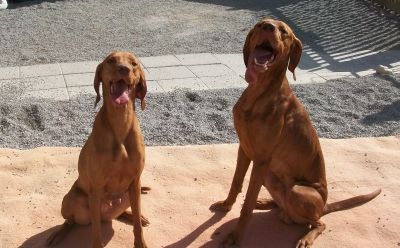 Eine Hündin ist noch zu vergeben - Unsere reinrassigen Magyar Vizsla Welpen sind geboren