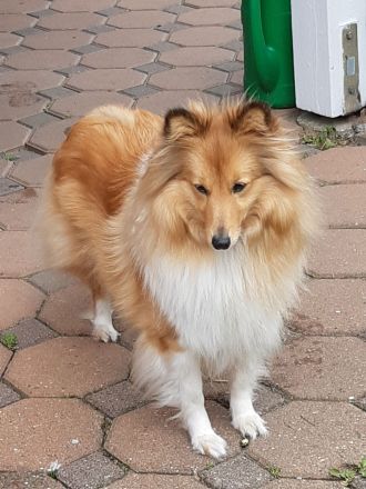 Sheltie Deckrüden gesucht