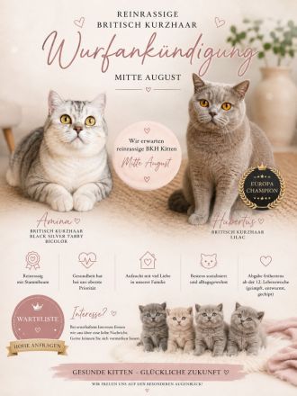 Wurfankündigung BKH Kitten